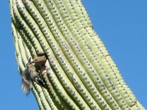 Woodpeckers in saguaro