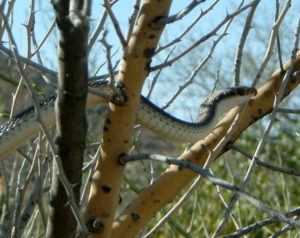 King Snake?
